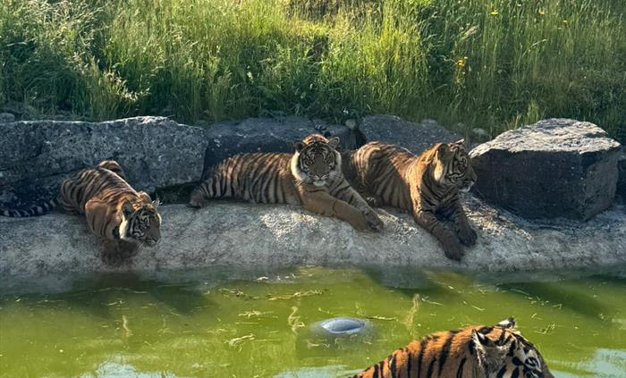 Our Tiger Family